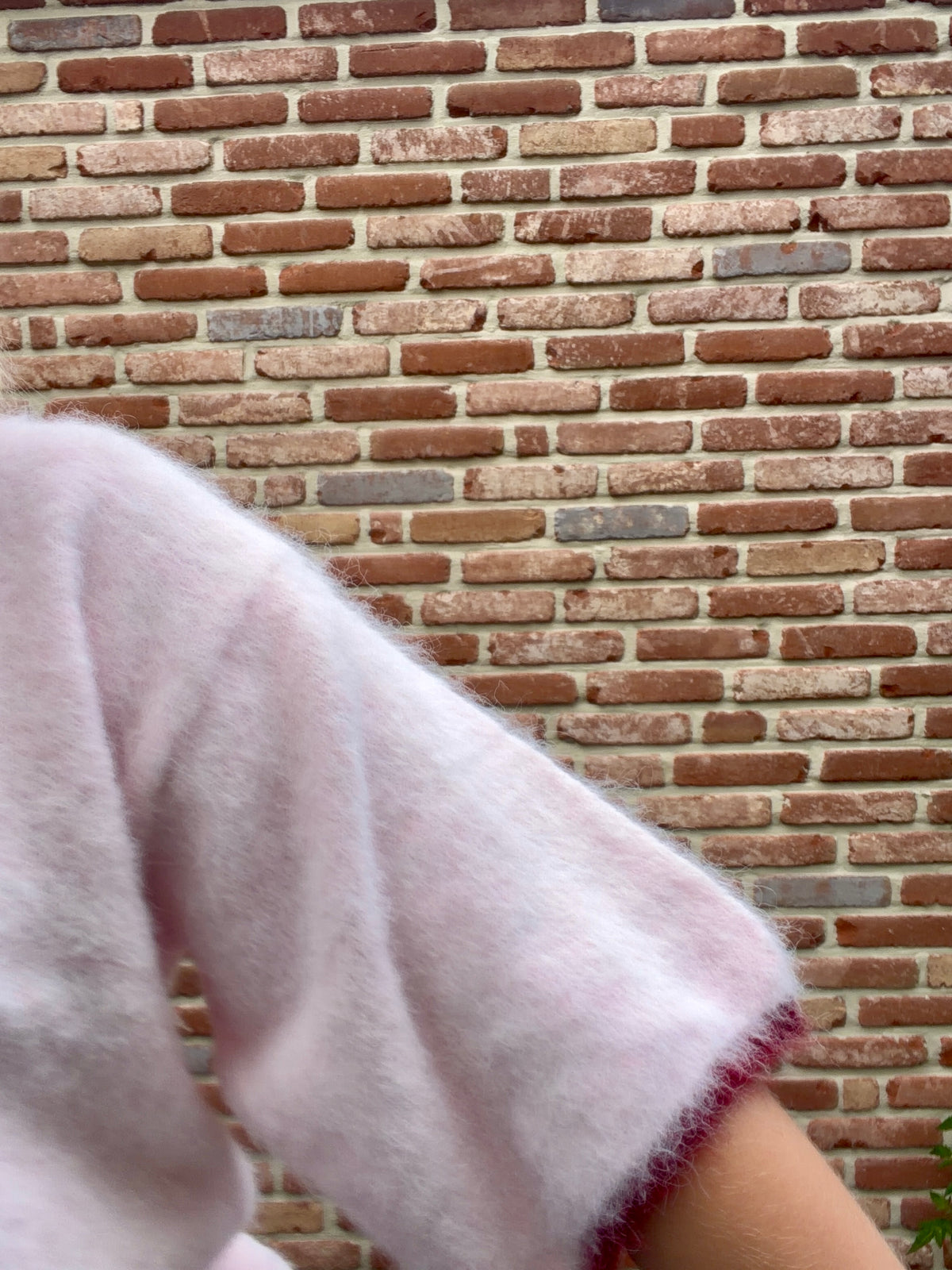Rosa pull